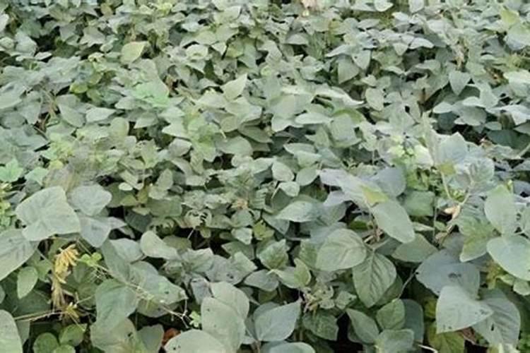 黄豆什么时候追肥合适