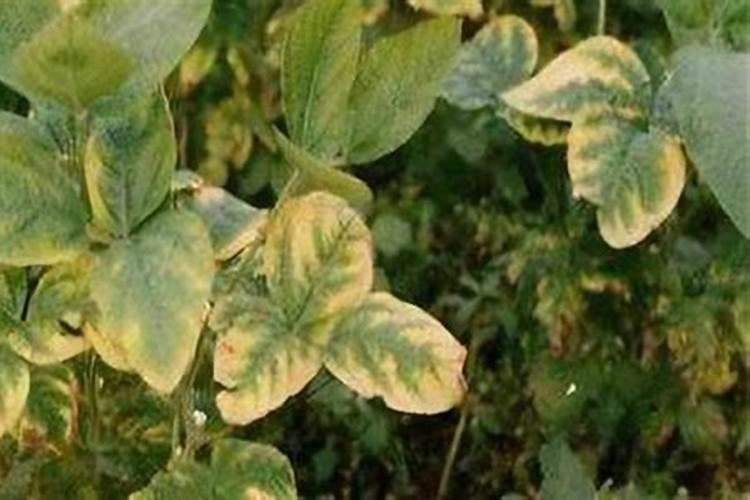 甜芦粟怎么种植方法