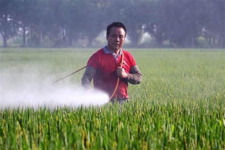 水稻后期施什么肥