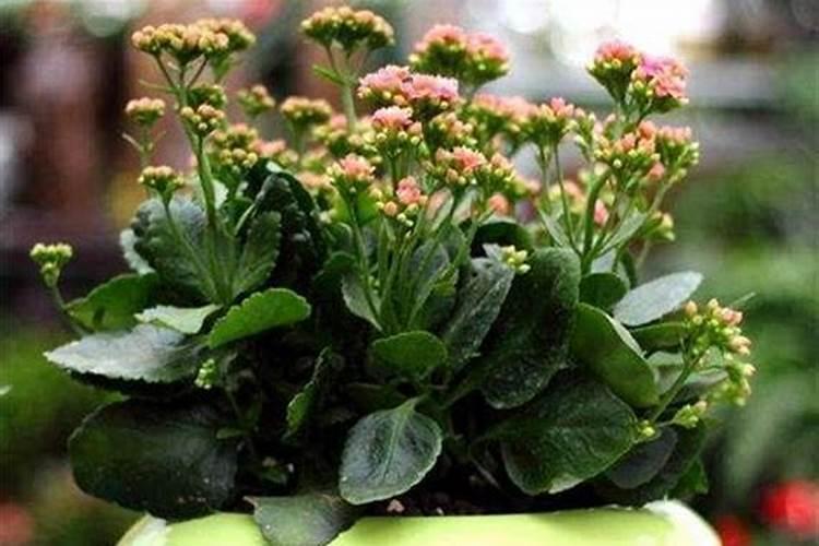 长寿花施肥方法