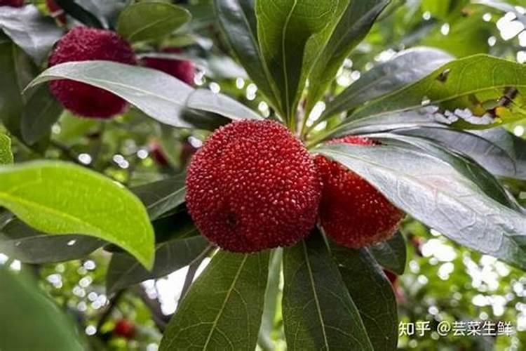 施什么肥使杨梅果子大