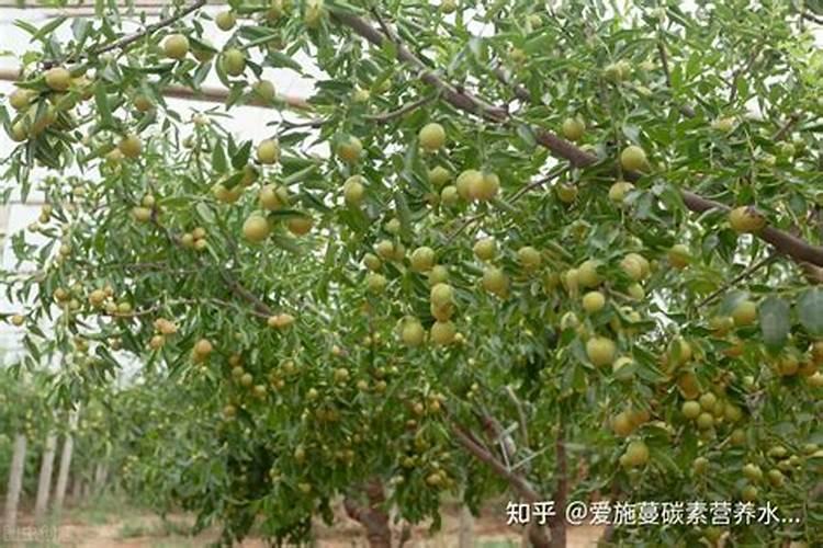 硼肥使用方法及注意事项