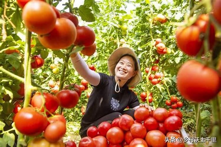 西红柿施什么肥料最好