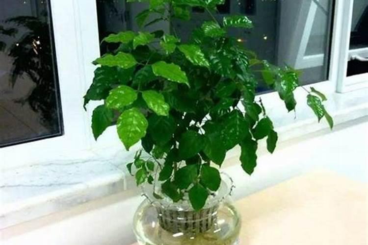 40斤水溶肥上多少棵树