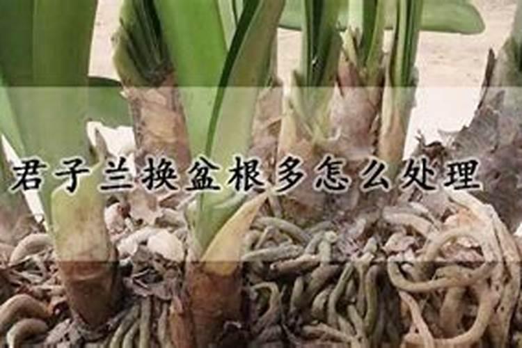 红掌换盆后要浇水吗