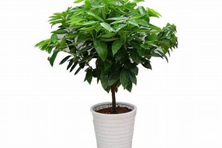 平安树施肥过多怎么办