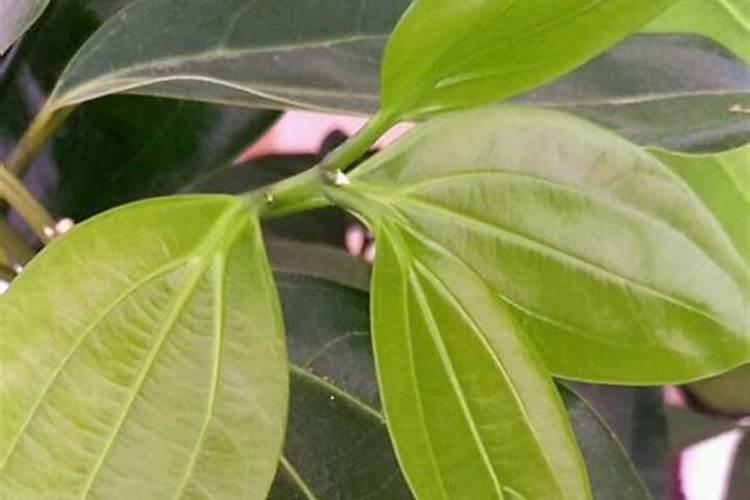 平安树施肥过多怎么办