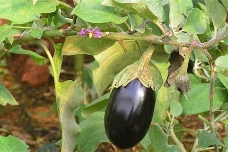 茄子开花结果期怎么施肥和管理