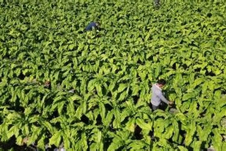 钾肥怎么施效果好