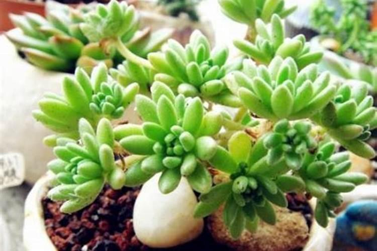 氮肥与尿素肥有什么区别