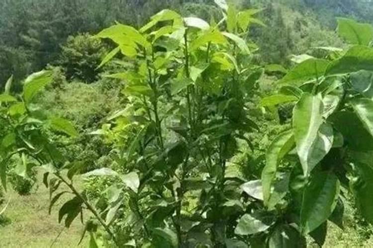 茶树催芽壮芽用什么药最快 茶树是乔木还是灌木