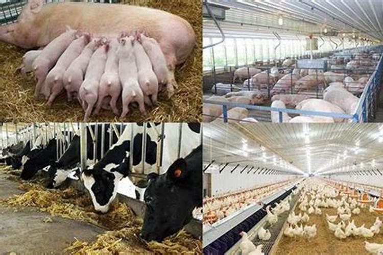 什么是生化黄腐酸钾