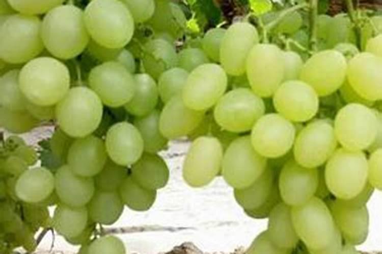 铁树用什么肥料比较好(有关铁树养殖的正确方法)