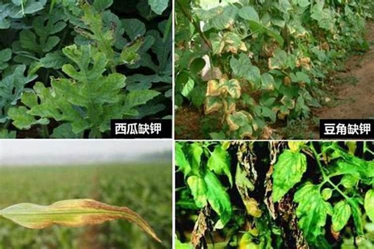 植物缺氮磷钾的症状