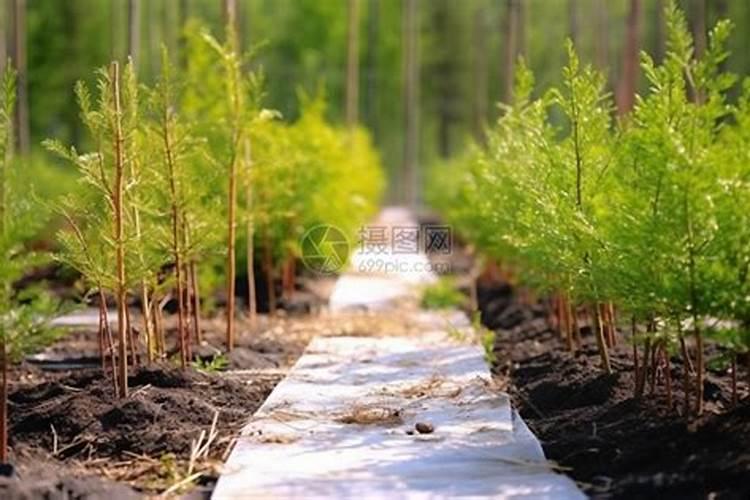 氨基酸水溶肥的主要成分有哪些 常用的氨基酸水溶肥配方