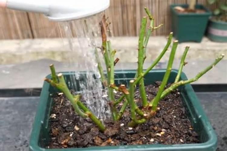 月季花修剪后施什么肥 月季剪花后如何施肥