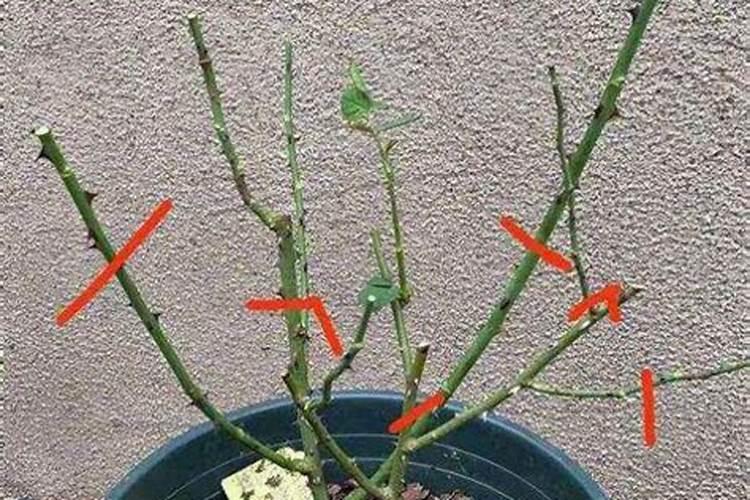 月季花修剪后施什么肥