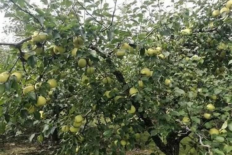 砀山酥梨啥时候果实开始膨大,什么时候施肥最好,施什么最好