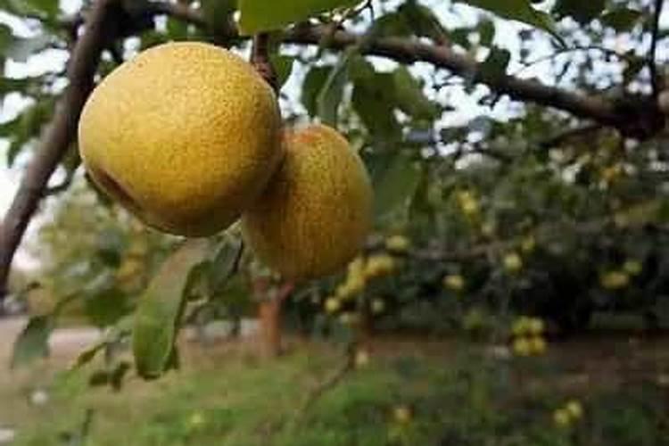 da8在酥梨上的应用