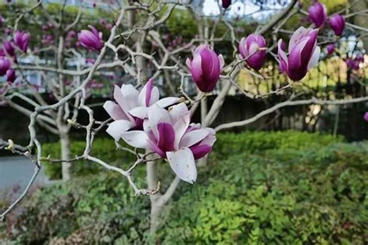 玉兰花有什么作用