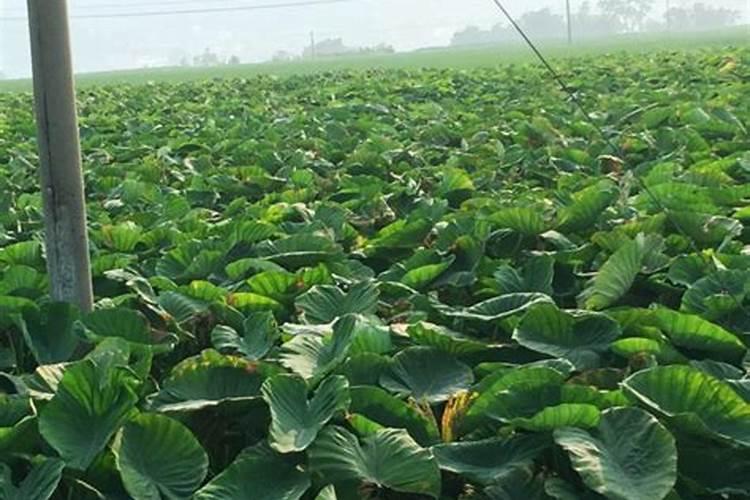 山芋育苗施什么肥料长得快？