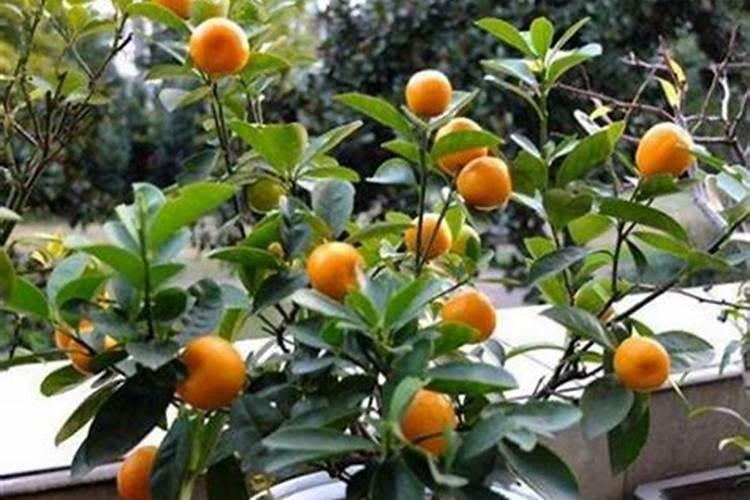 金桔树叶子发黄怎么补救