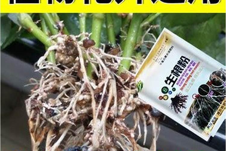 绣球花的叶子怎么枯了？