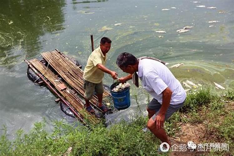 死鱼可以做花肥吗