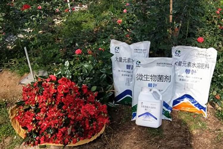 茶花什么时候施肥最好