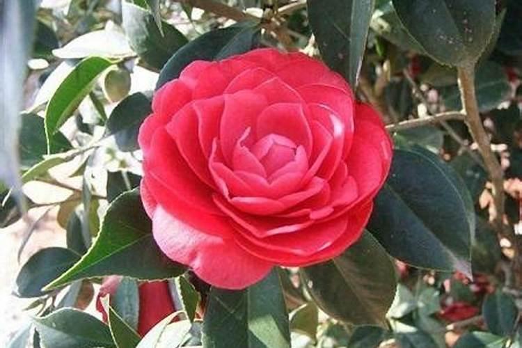 茶花开花期间施什么肥最好