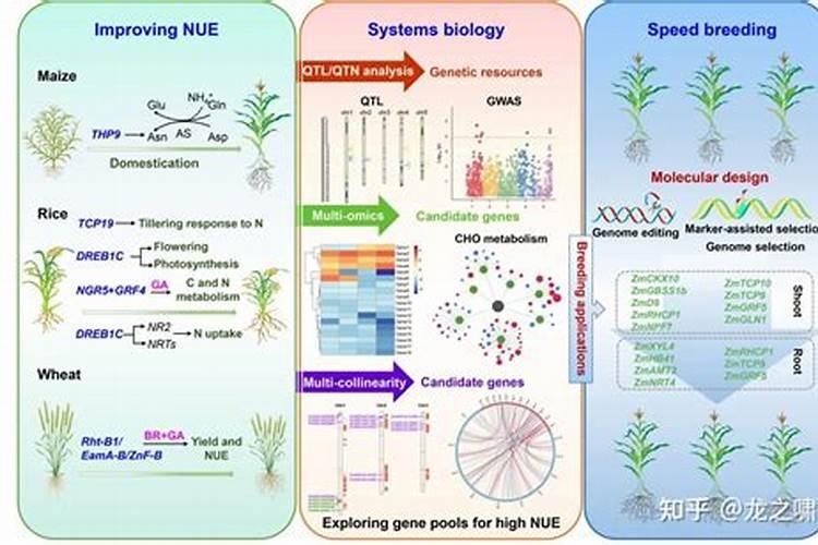 钙镁磷肥成分性质