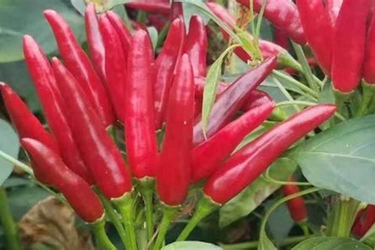 指天椒产量亩产多少