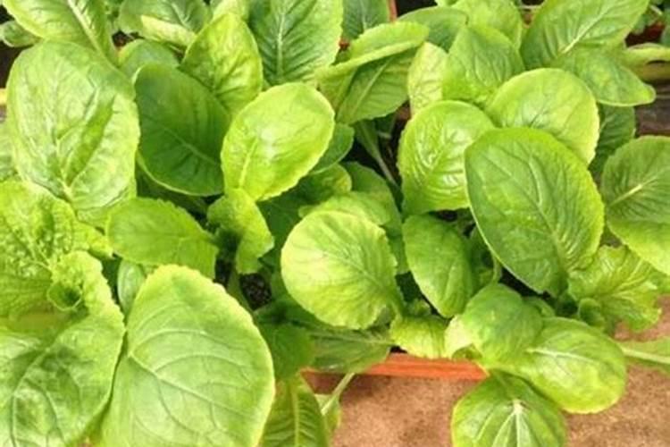 种植小白菜追肥的时候,用哪种肥料最好？