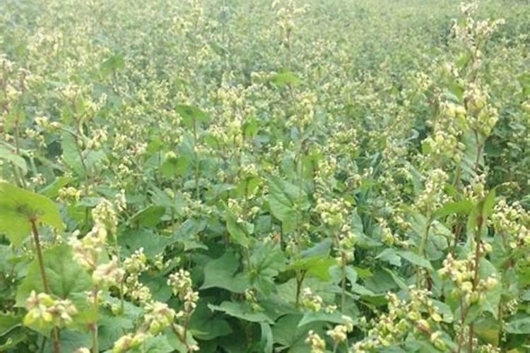 锌肥在玉米上怎样使用