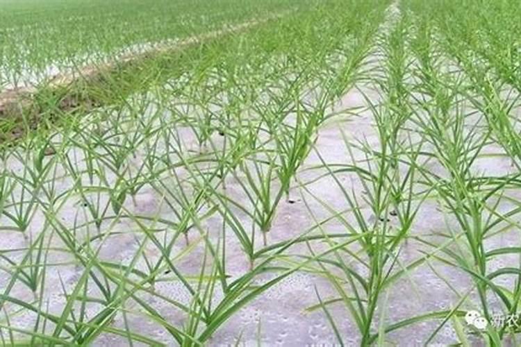 蟹爪兰怎样施肥最好