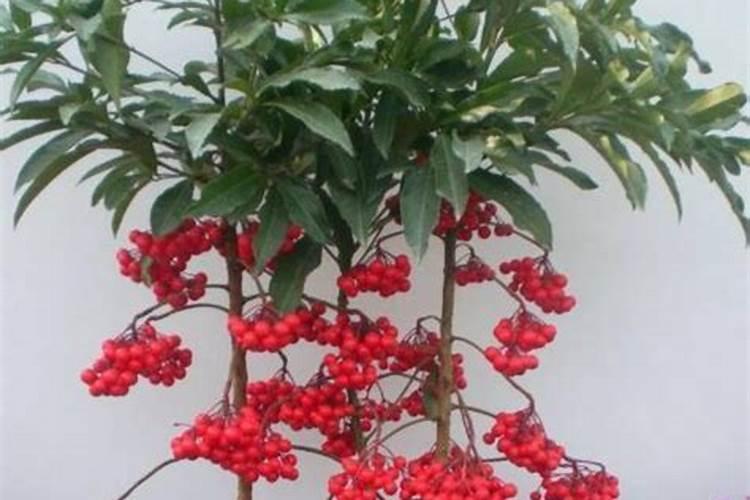 生菜叶片发黄可以喷施蔬菜叶面肥吗