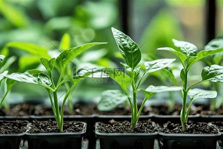 辣椒苗施什么肥料