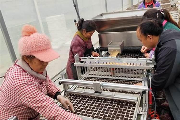 辣椒漂浮育苗技术要点