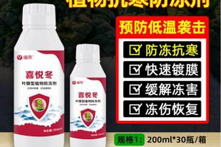 柑橘防冻液在什么时候打最好？