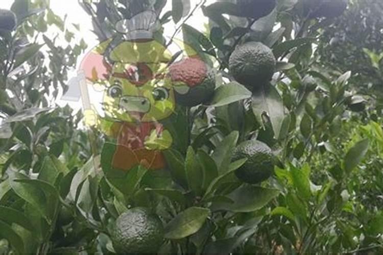 可以给茶花浇灌尿素吗