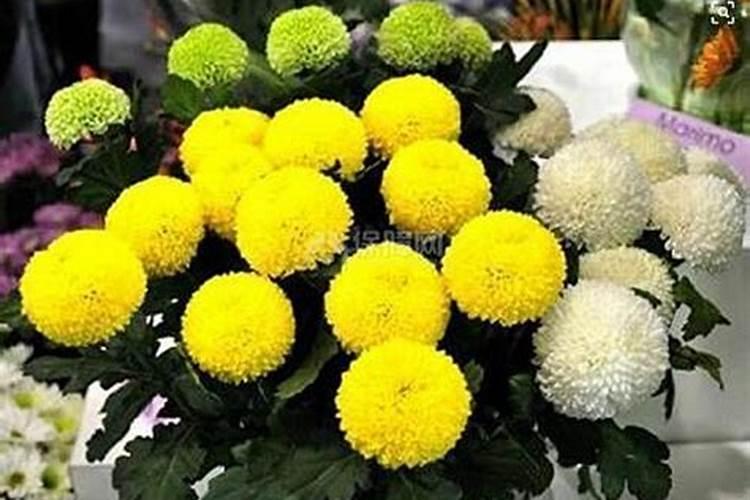 乒乓菊一年开几次