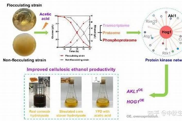 腐殖酸的性质与用途