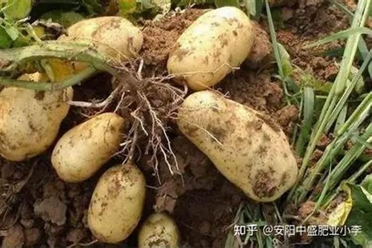 马铃薯叶面补钙用什么钙肥好？