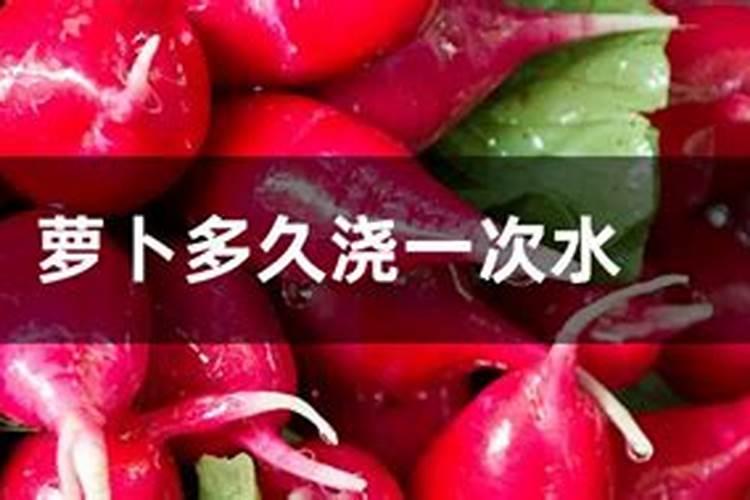 樱桃萝卜多长时间施一次肥？