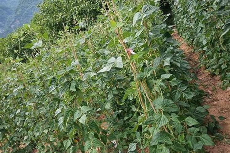 颗粒水溶肥为什么火了