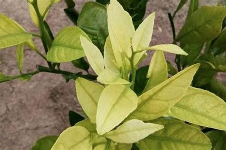 鱼蛋白肥,好的品牌有哪些？