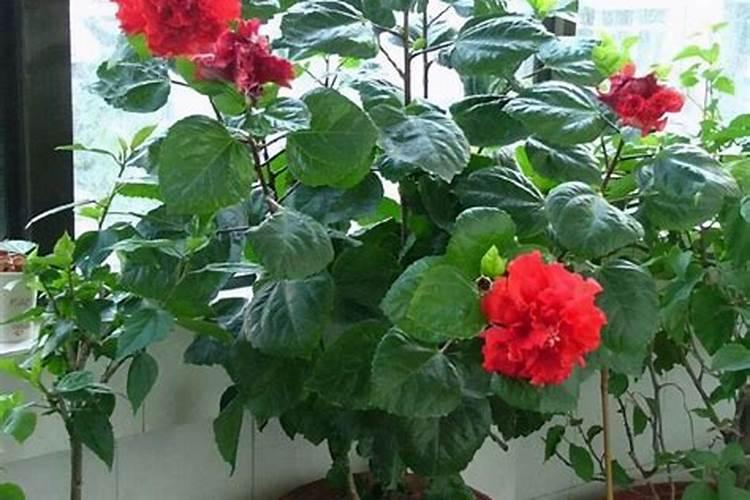 植物施肥过量会死吗？