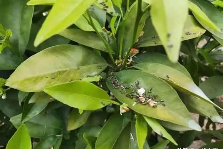 种苏子用什么化肥是忌氯作物吗