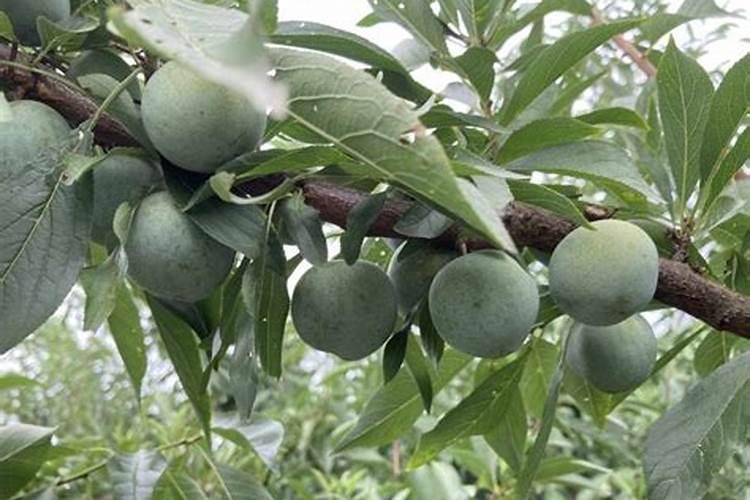 李子增甜度最快的方法