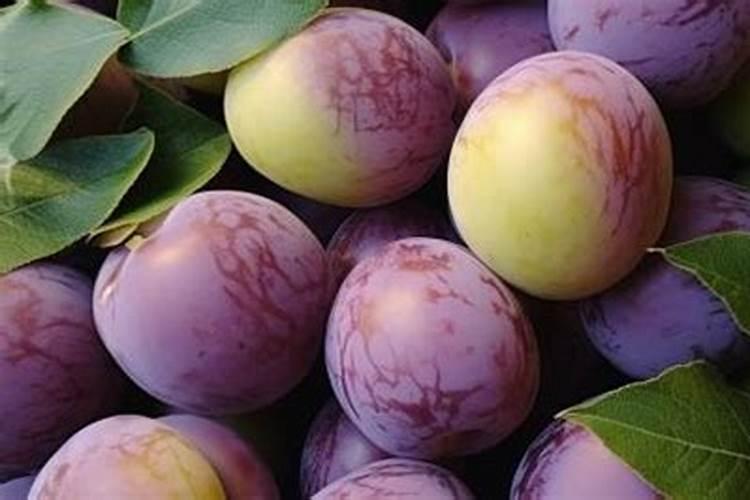 李子增甜转色期使用高磷低钾好还是低磷高钾好？